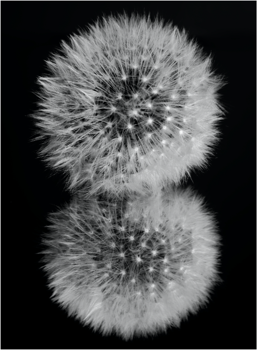 Double Dandelion - Kevin Cannings